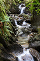 waterfall in fern gully Wall Mural