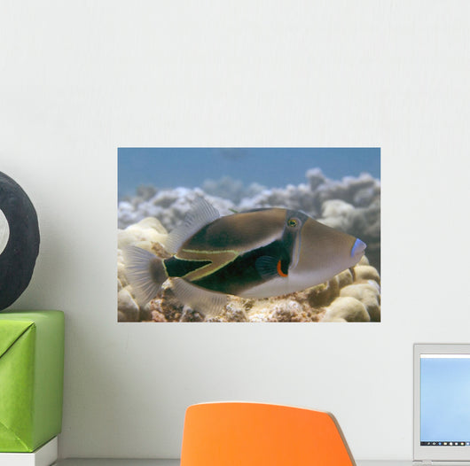 Hawaii, Picasso Triggerfish Swimming Over Coral Wall Mural