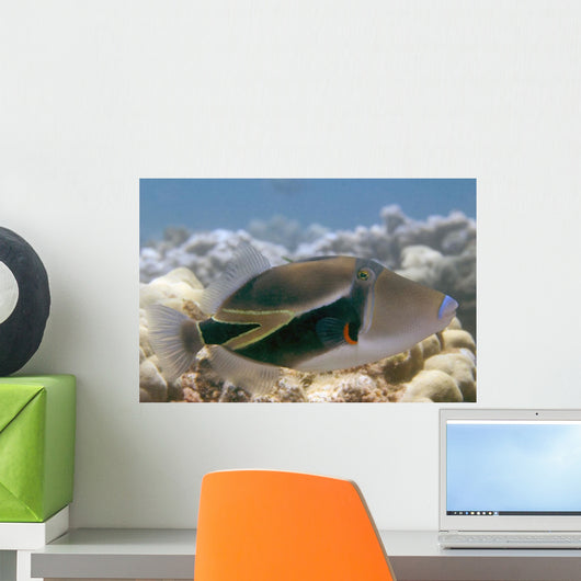 Hawaii, Picasso Triggerfish Swimming Over Coral Wall Mural