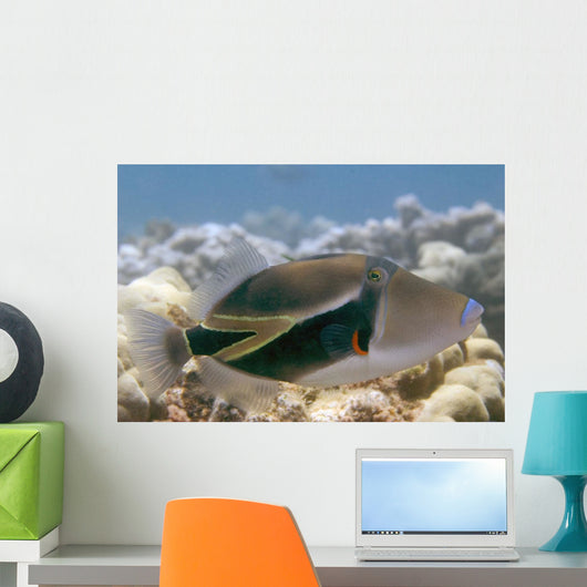 Hawaii, Picasso Triggerfish Swimming Over Coral Wall Mural