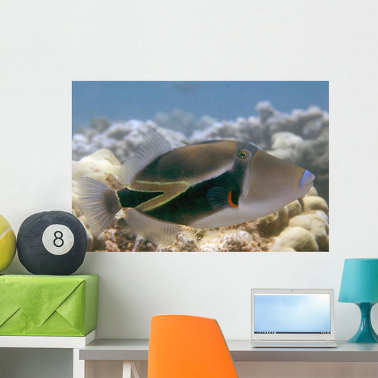 Hawaii, Picasso Triggerfish Swimming Over Coral Wall Mural