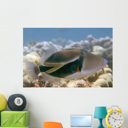 Hawaii, Picasso Triggerfish Swimming Over Coral Wall Mural