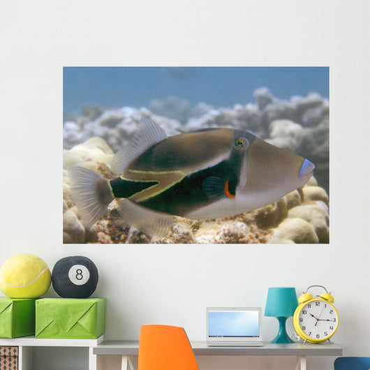 Hawaii, Picasso Triggerfish Swimming Over Coral Wall Mural