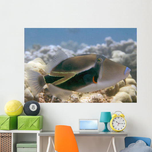 Hawaii, Picasso Triggerfish Swimming Over Coral Wall Mural