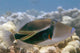 Hawaii, Picasso Triggerfish Swimming Over Coral Wall Mural