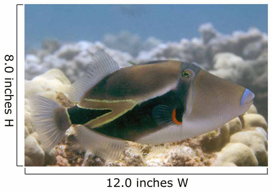 Hawaii, Picasso Triggerfish Swimming Over Coral Wall Mural