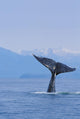 Fluke Of A Humpback Whale Wall Mural