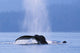 Fluke Of A Humpback Whale Wall Mural