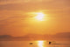 Fluke Of A Humpback Whale At Sunset Wall Mural