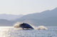 Humpback Whale Breaching Wall Mural