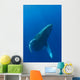 Hawaii, Humpback Whale Swimming In Deep Blue Ocean Wall Mural