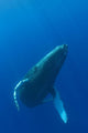 Hawaii, Humpback Whale Swimming In Deep Blue Ocean Wall Mural
