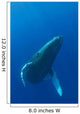 Hawaii, Humpback Whale Swimming In Deep Blue Ocean Wall Mural
