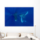 Hawaii, Two Humpback Whales Swimming In Deep Blue Ocean Wall Mural