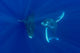 Hawaii, Two Humpback Whales Swimming In Deep Blue Ocean Wall Mural