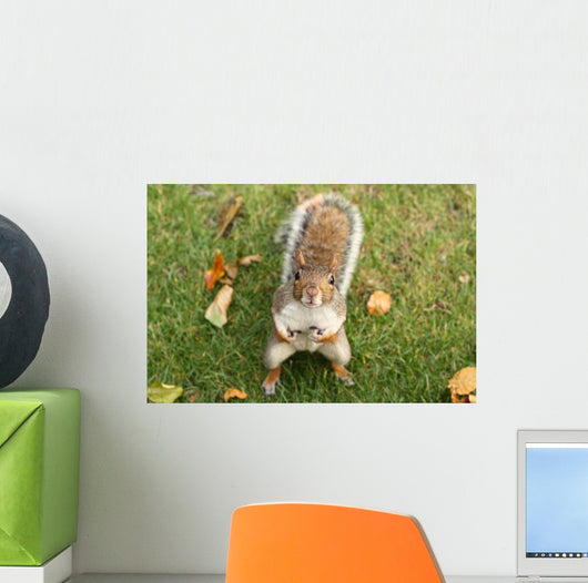 Squirrel Wall Mural