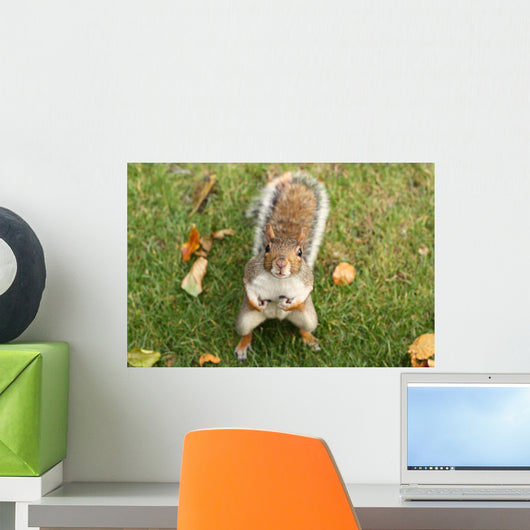 Squirrel Wall Mural