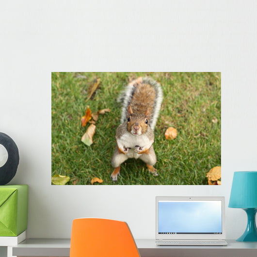 Squirrel Wall Mural