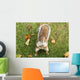 Squirrel Wall Mural