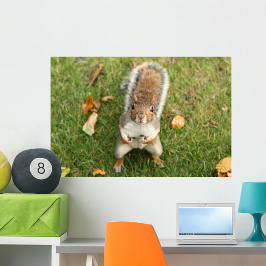 Squirrel Wall Mural