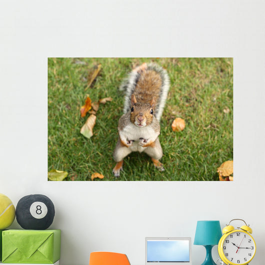 Squirrel Wall Mural