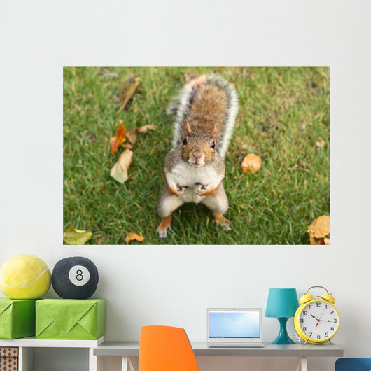 Squirrel Wall Mural