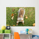 Squirrel Wall Mural