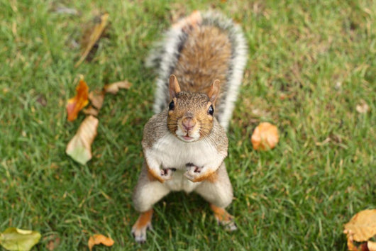 Squirrel Wall Mural