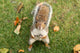 Squirrel Wall Mural