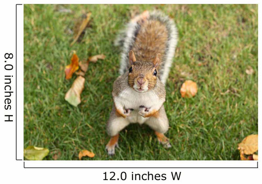 Squirrel Wall Mural