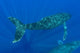 Hawaii, Two Humpback Whales Swimming In Deep Blue Ocean Wall Mural