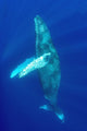 Hawaii, Humpback Whale Swimming In Deep Blue Ocean Wall Mural