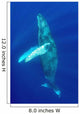 Hawaii, Humpback Whale Swimming In Deep Blue Ocean Wall Mural