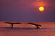 Inside Passage 2 Humpback Whales Fluke By A Fiery Sunset Wall Mural