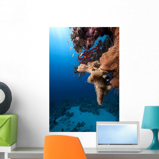 Fish Ocean and Coral