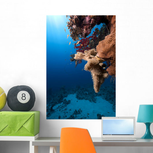 Fish Ocean and Coral