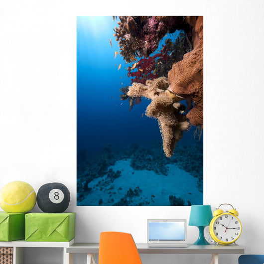 Fish Ocean and Coral