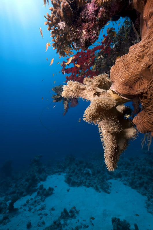Fish Ocean and Coral