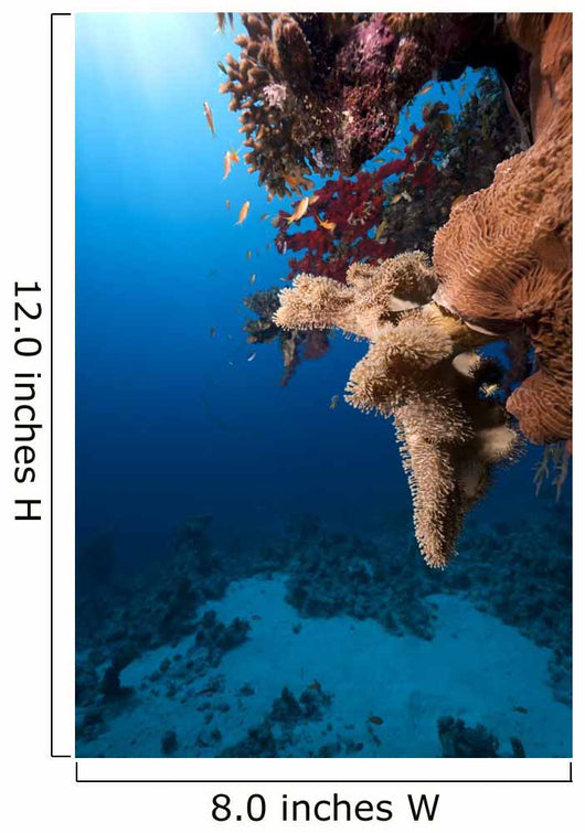 Fish Ocean and Coral
