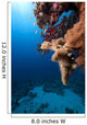 Fish Ocean and Coral