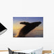 Alaska, Panhandle, Inside Passage, Humpback Whale Breaching At Sunset Wall Mural