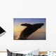 Alaska, Panhandle, Inside Passage, Humpback Whale Breaching At Sunset Wall Mural