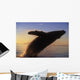 Alaska, Panhandle, Inside Passage, Humpback Whale Breaching At Sunset Wall Mural
