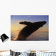 Alaska, Panhandle, Inside Passage, Humpback Whale Breaching At Sunset Wall Mural