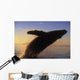 Alaska, Panhandle, Inside Passage, Humpback Whale Breaching At Sunset Wall Mural