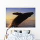 Alaska, Panhandle, Inside Passage, Humpback Whale Breaching At Sunset Wall Mural