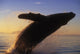 Alaska, Panhandle, Inside Passage, Humpback Whale Breaching At Sunset Wall Mural
