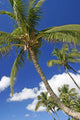 Hawaii, Maui, Kamaole Beach, Palm Trees Against Blue Sky And Clouds Wall Mural