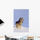 Alaska, Gray Wolf Stalking Prey In Deep Winter Snow Wall Mural