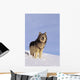 Alaska, Gray Wolf Stalking Prey In Deep Winter Snow Wall Mural